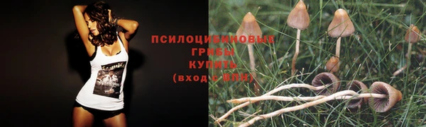 стафф Алзамай